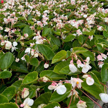 Load image into Gallery viewer, Begonia 'Dragon Wing White'
