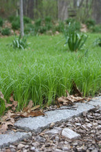 Load image into Gallery viewer, Carex pensylvanica 'Pennsylvania Sedge'
