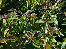 Load image into Gallery viewer, Monarda bradburiana ‘Midnight Oil’ Bee Balm
