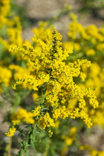 Load image into Gallery viewer, Solidago shortii 'Solar Cascade' Goldenrod
