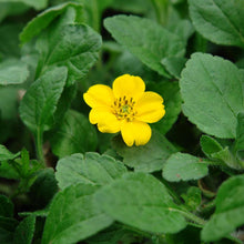 Load image into Gallery viewer, Chrysogonum virginianum 'Superstar'
