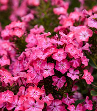 Load image into Gallery viewer, Phlox paniculata 'Luminary Pink Lightning'

