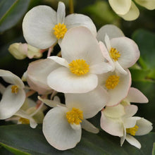 Load image into Gallery viewer, Begonia 'Dragon Wing White'
