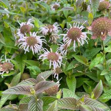 Load image into Gallery viewer, Monarda bradburiana ‘Midnight Oil’ Bee Balm
