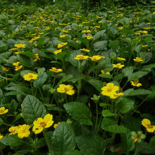 Load image into Gallery viewer, Chrysogonum virginianum 'Superstar'
