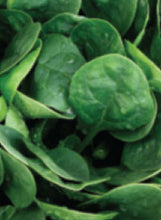 Load image into Gallery viewer, Spinach 'Darkside'
