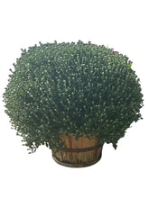 Load image into Gallery viewer, Bushel Basket Mum

