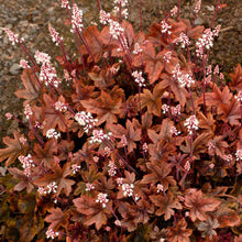 Load image into Gallery viewer, Heucherella 'Brass Lantern'
