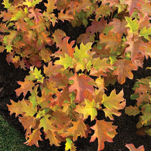 Load image into Gallery viewer, Hydrangea quercifolia 'Toy Soldier'
