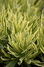 Load image into Gallery viewer, Lavender angustifolia 'Platinum Blonde'
