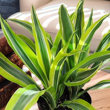 Load image into Gallery viewer, Dracaena warneckii 'Lemon Lime'

