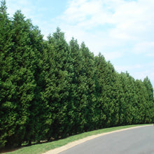 Load image into Gallery viewer, Callitropsis leylandii 'Leyland Cypress'
