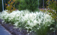 Load image into Gallery viewer, Muhlenbergia capillaris 'White Cloud' Grass

