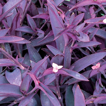 Load image into Gallery viewer, Setcreasea "Purple Queen"
