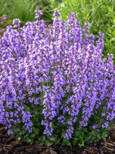 Load image into Gallery viewer, Nepeta faassenii ‘Cat's Pajamas’ Catmint
