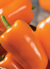 Load image into Gallery viewer, Pepper 'Orange Blaze'
