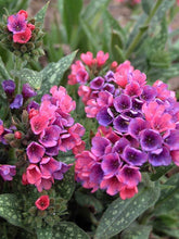 Load image into Gallery viewer, Pulmonaria ‘Raspberry Splash’ Lungwort
