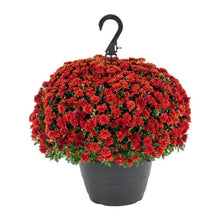 Load image into Gallery viewer, Mum Hanging Basket
