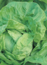 Load image into Gallery viewer, Lettuce Romaine Parris Island
