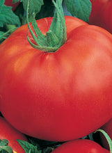 Load image into Gallery viewer, Tomato 'Rutgers'
