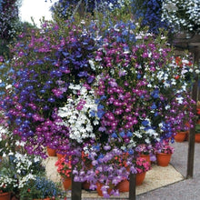Load image into Gallery viewer, Lobelia '3 Color Combo' Hanging Basket

