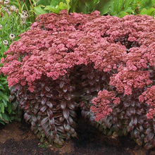 Load image into Gallery viewer, Sedum telephium 'Dark Magic'
