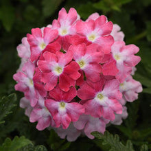 Load image into Gallery viewer, Verbena 'EnduraScape Pink Fizz'
