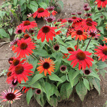 Load image into Gallery viewer, Echinacea "Red Ombre" Coneflower
