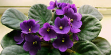 Load image into Gallery viewer, African Violets

