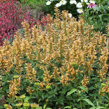 Load image into Gallery viewer, Agastache 'Kudos Gold'
