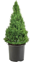 Load image into Gallery viewer, Picea glauca 'Conica' Dwarf Alberta Spruce
