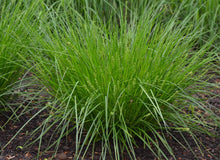 Load image into Gallery viewer, Carex appalachica 'Appalachian Sedge'
