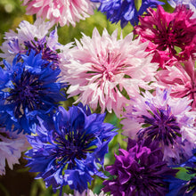 Load image into Gallery viewer, Bachelor Button Cyanus Double Mixed Colors Seeds
