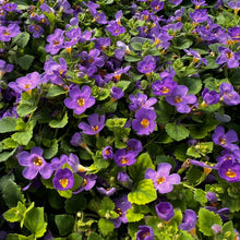 Load image into Gallery viewer, Bacopa scopia 'Gulliver Blue'
