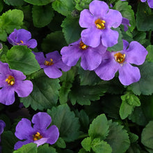 Load image into Gallery viewer, Bacopa scopia 'Gulliver Blue'
