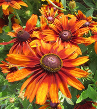 Load image into Gallery viewer, Black-Eyed Susan 'Cappuccino' Rudbeckia hirta
