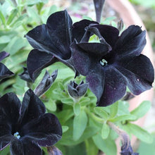 Load image into Gallery viewer, Petunia "Black Ray"
