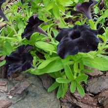 Load image into Gallery viewer, Petunia "Black Ray"
