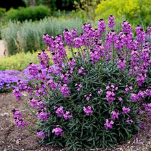 Load image into Gallery viewer, Erysimum 'Bowles me Away' Wallflower
