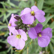 Load image into Gallery viewer, Erysimum 'Bowles me Away' Wallflower
