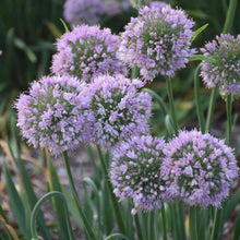 Load image into Gallery viewer, Allium 'Bubble Bath'
