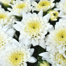 Load image into Gallery viewer, Bushel Basket Mum
