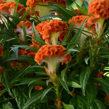Load image into Gallery viewer, Celosia cristata 'Twisted Orange'
