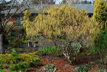 Load image into Gallery viewer, Corylus avellana ‘Contorta’ Harry Lauder’s Walking Stick
