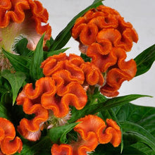 Load image into Gallery viewer, Celosia cristata 'Twisted Orange'
