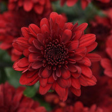 Load image into Gallery viewer, Bushel Basket Mum
