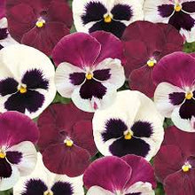 Load image into Gallery viewer, Pansy 'Raspberry Sundae Mix'
