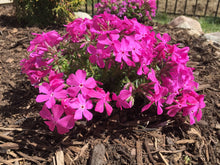 Load image into Gallery viewer, Creeping Phlox subulata 'Drummond's Pink'
