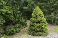Load image into Gallery viewer, Picea glauca 'Conica' Dwarf Alberta Spruce
