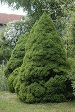 Load image into Gallery viewer, Picea glauca 'Conica' Dwarf Alberta Spruce
